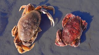 Which Do You Prefer?? Rock Crab or Dungeness Crab? Catch n Cook Taste Test!!