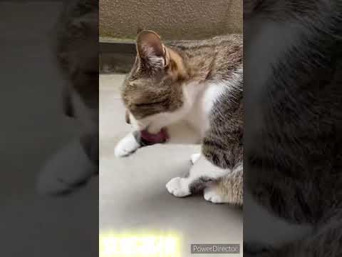 【京都慕情】ボンバードラミ