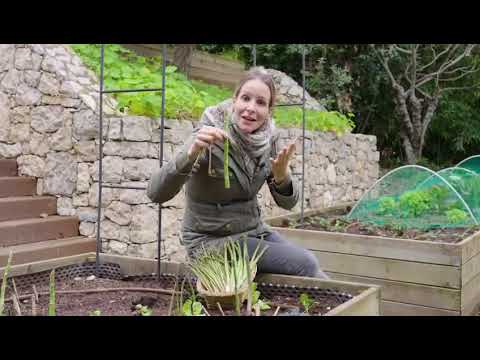 Vidéo : Tout savoir sur la culture d'asperges !