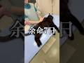 余命7日の猫 #猫伝染性腹膜炎 #fip #猫