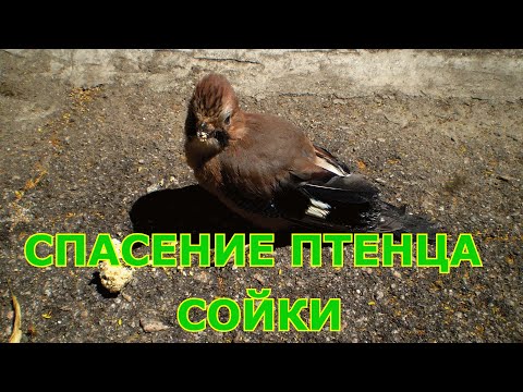 Спасение птенца сойки | Что делать если птенец выпал из гнезда?