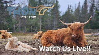 Highland Cows Live