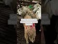 Qurban Setiap Tahun Aamiin