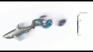 Simulation of fluid vortices around a swimming shark