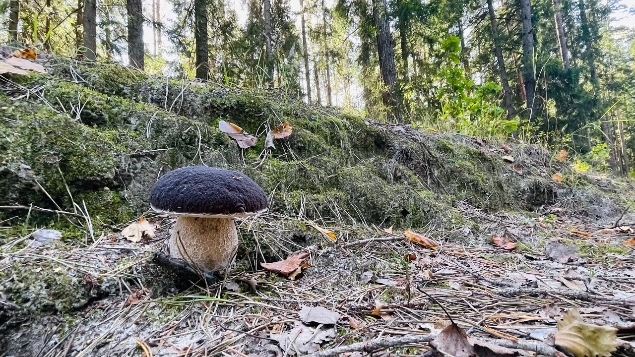 ??????Грибы как с картинки!!! Таких красавцев мы еще не собирали!!! Часть ...