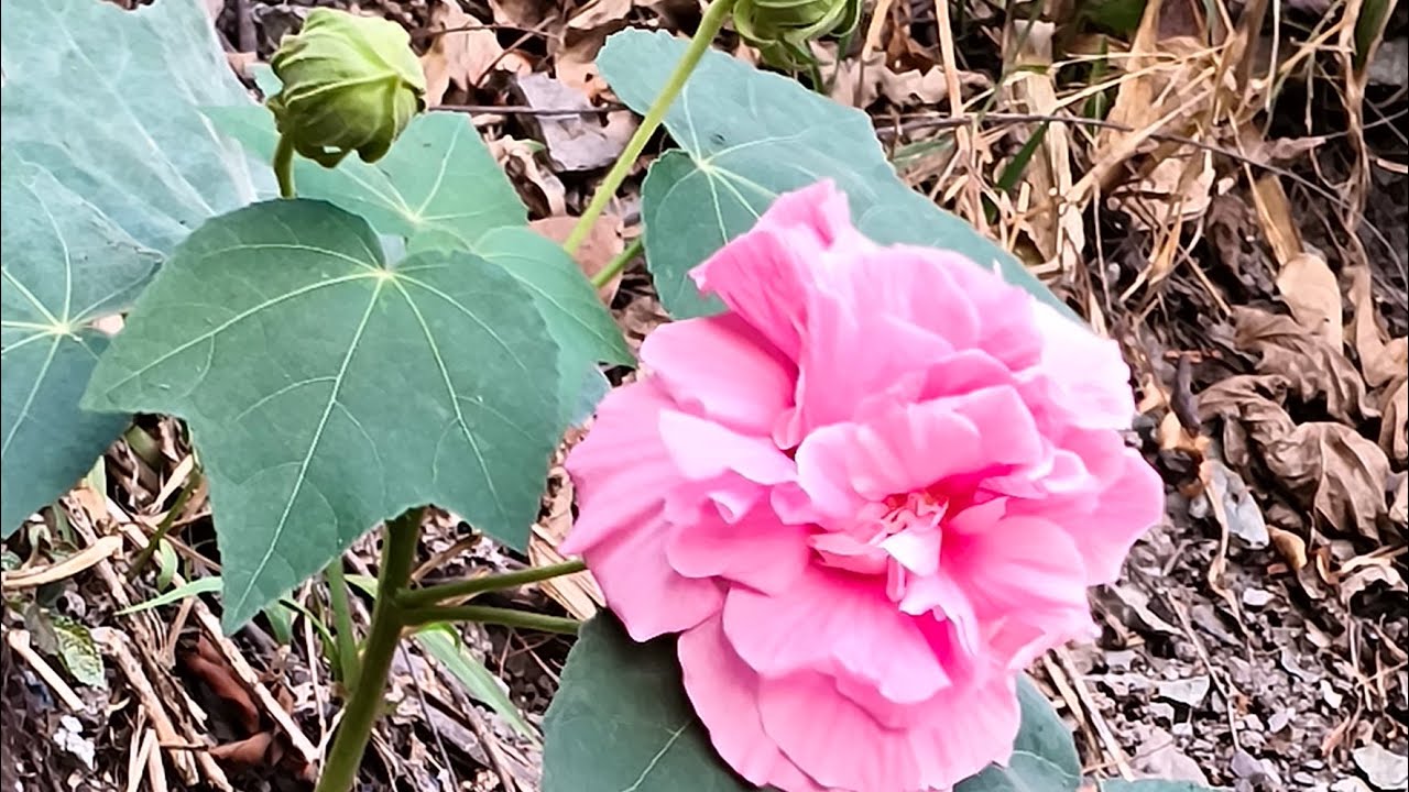 Sleep with positive thoughts🌙✨