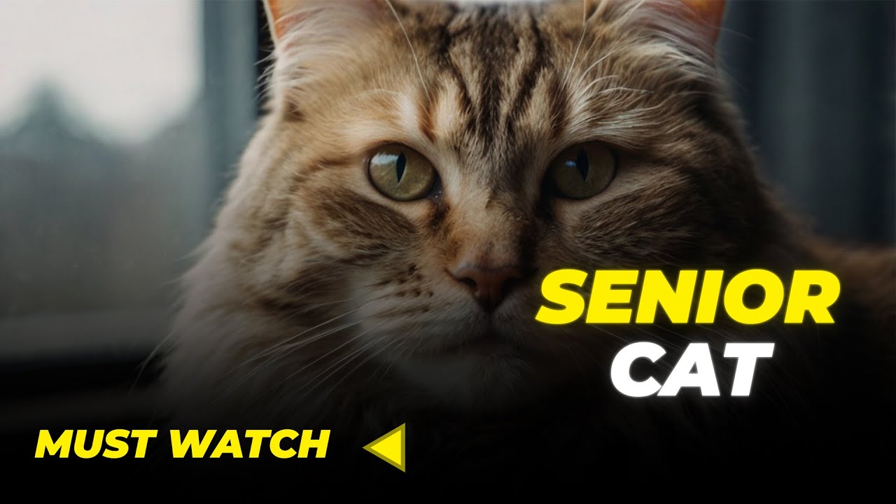 Senior Cat No One wanted a Heartwar