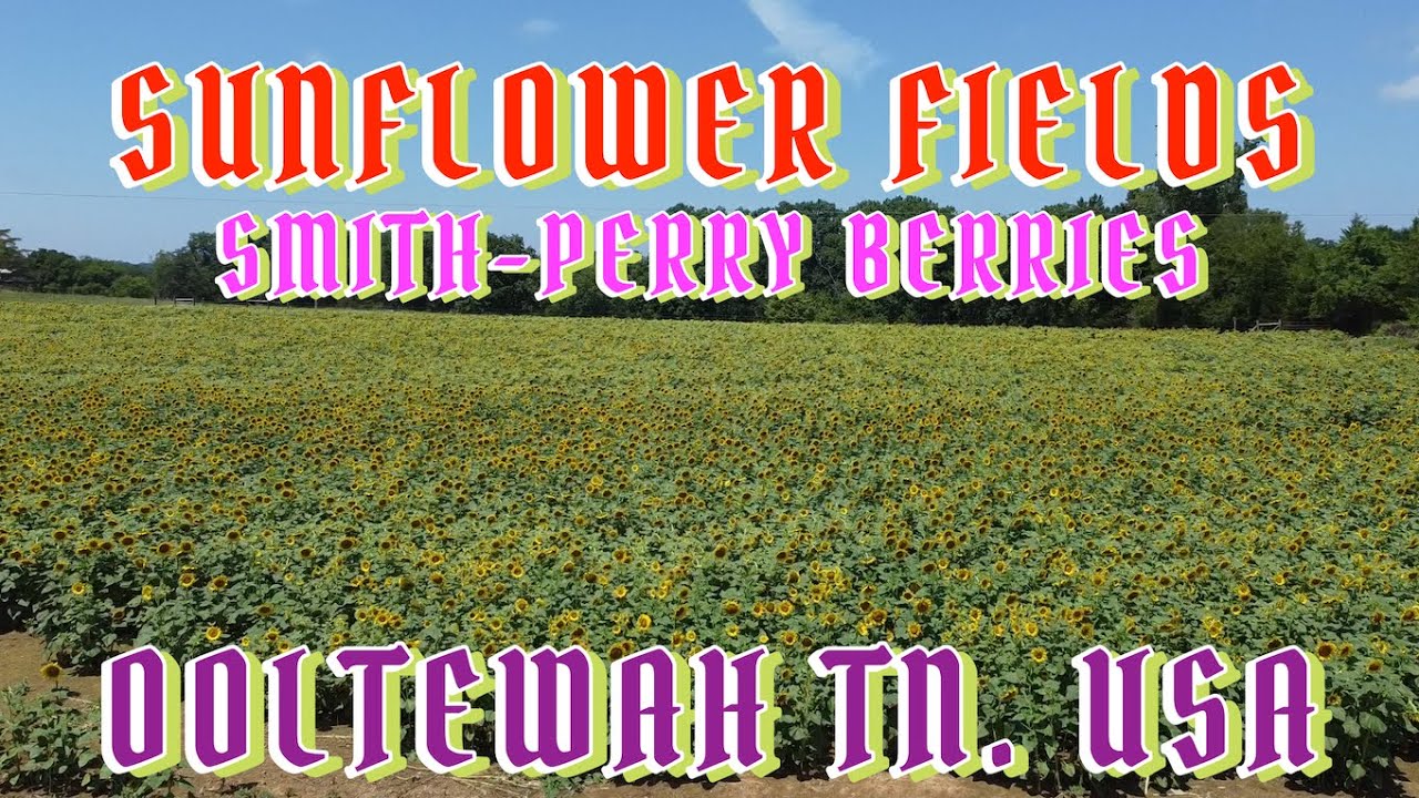 DRONE FOOTAGE SUNFLOWER FIELDS SMITH PERRY BERRIES OOLTEWAH TN USA JULY