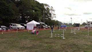 Rocky The Pit Bull Agility Dog, Cpe Fullhouse Level 5 9131