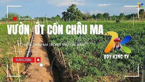 VƯỜN  ỚT Ở CỒN CHÂU MA NÈ