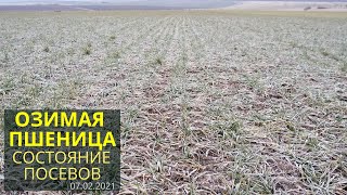 Состояние посевов озимой пшеницы 07.02.2021