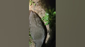 Beauty Lesser whistling duck: Bird walking night time_ Bird​ | Part36#animals #birds #organic #farm