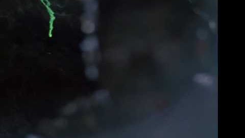 If it bleeds, we can kill it