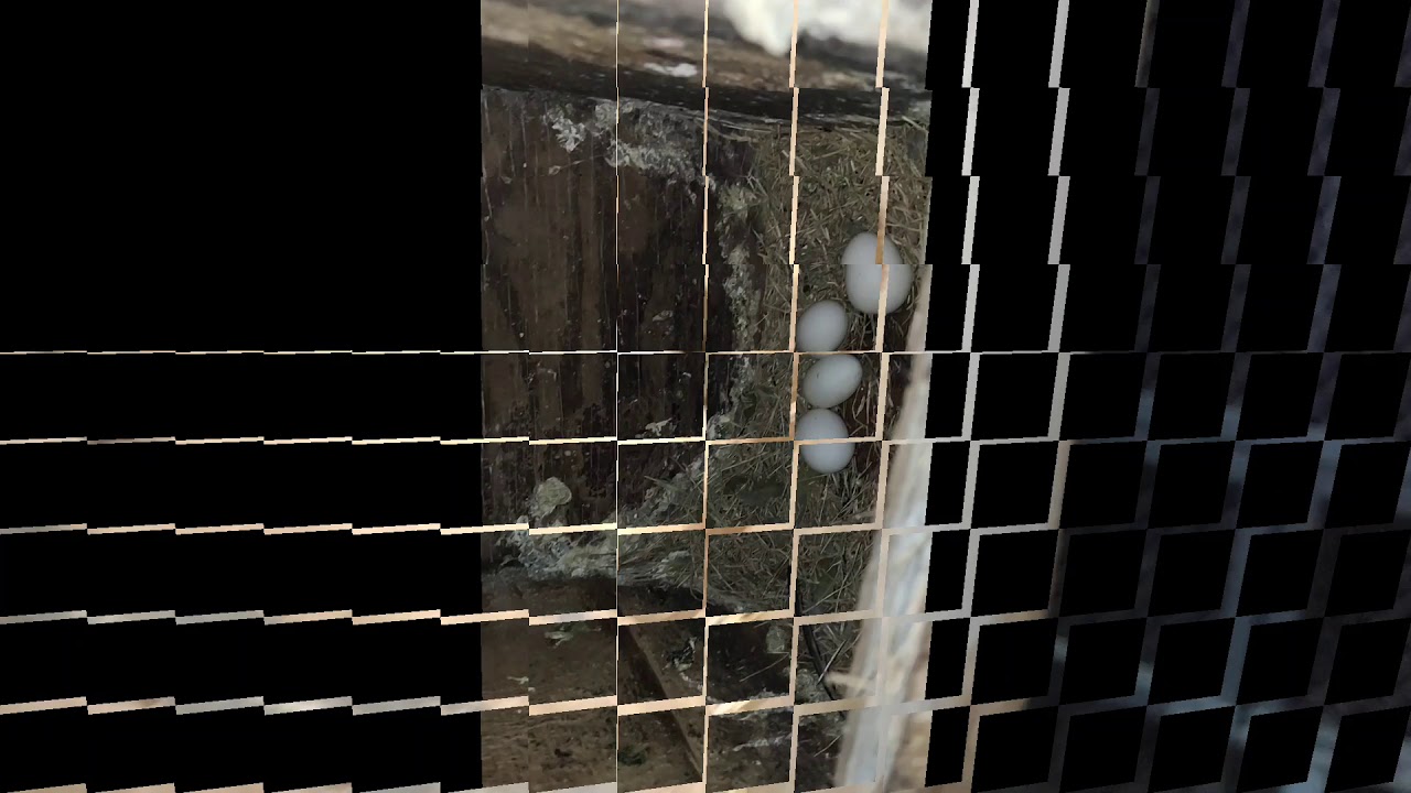 Love bird breeding season start