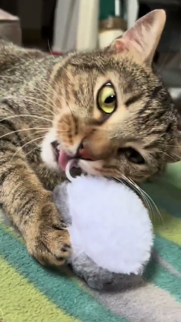 Funny  cat ? ? ? ? ? ? ?