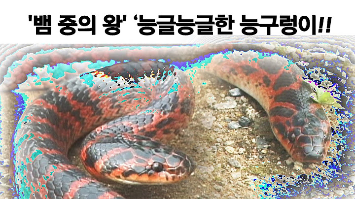 '뱀 중의 왕' ‘능글능글한 능구렁이!!