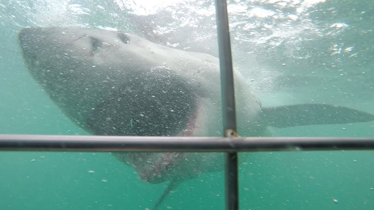 Cape Town, South Africa Shark cage diving YouTube