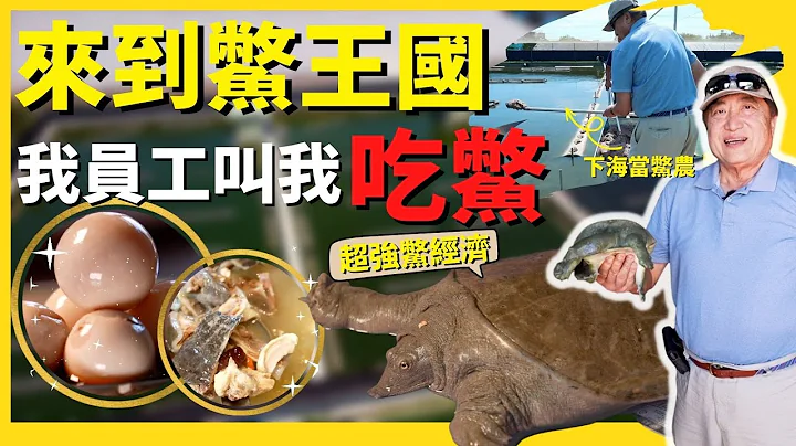 太不像樣了！😡 我員工叫我來「吃鱉」！？來到鱉王國 下海當一日鱉農｜一顆小鱉蛋價值連城 吃一口就賺爆！ #誰來早餐  #台南市甲魚養殖協會 ＃甲魚王國 ＃鱉經濟  ＃華興保險  ＃KCAL - 天天要聞