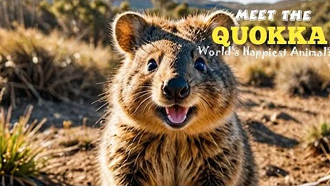 Finding The World's Happiest Animal: THE QUOKKA!