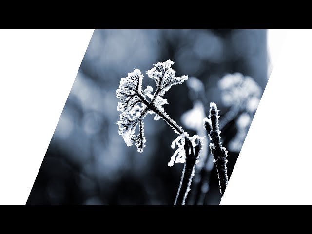 OmgLoSteve – Frozen (Lyrics) - YouTube