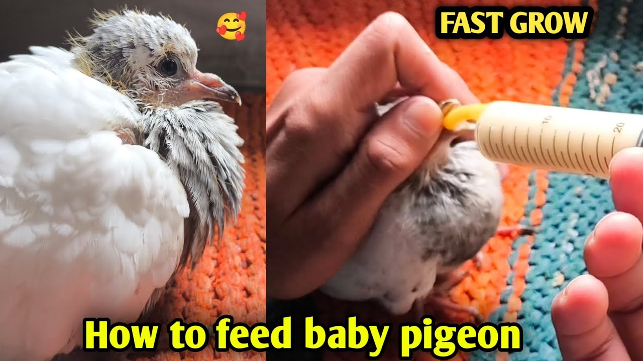 how to feed baby pigeon | कबूतर के बच्चे को खाना कैसे खिलाएं 🥰 simplest method ❤️