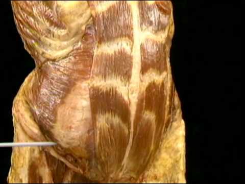 08 Músc P Abd Ant II (Transverso Del Abd Y Oblicuo Int)