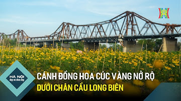 Cánh đồng hoa cúc vàng nở rộ dưới chân cầu Long Biên | Hà Nội đẹp và chưa đẹp