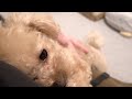 3日ぶりに飼い主と再会して何度も抱きしめにくるトイプードル