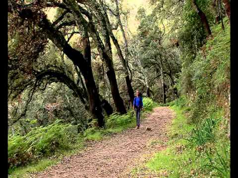 PARQUE NATURAL DE LOS ALCORNOCALES