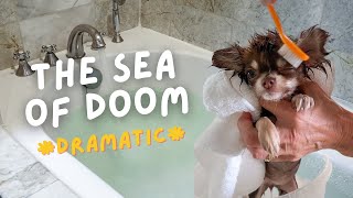 Tiny Dogs Take A Bath in the Sea of DOOM