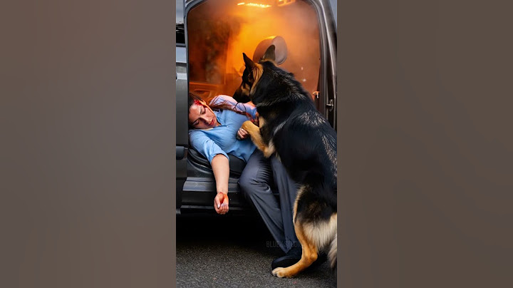 Crash Survivor Saved By Heroic Dog