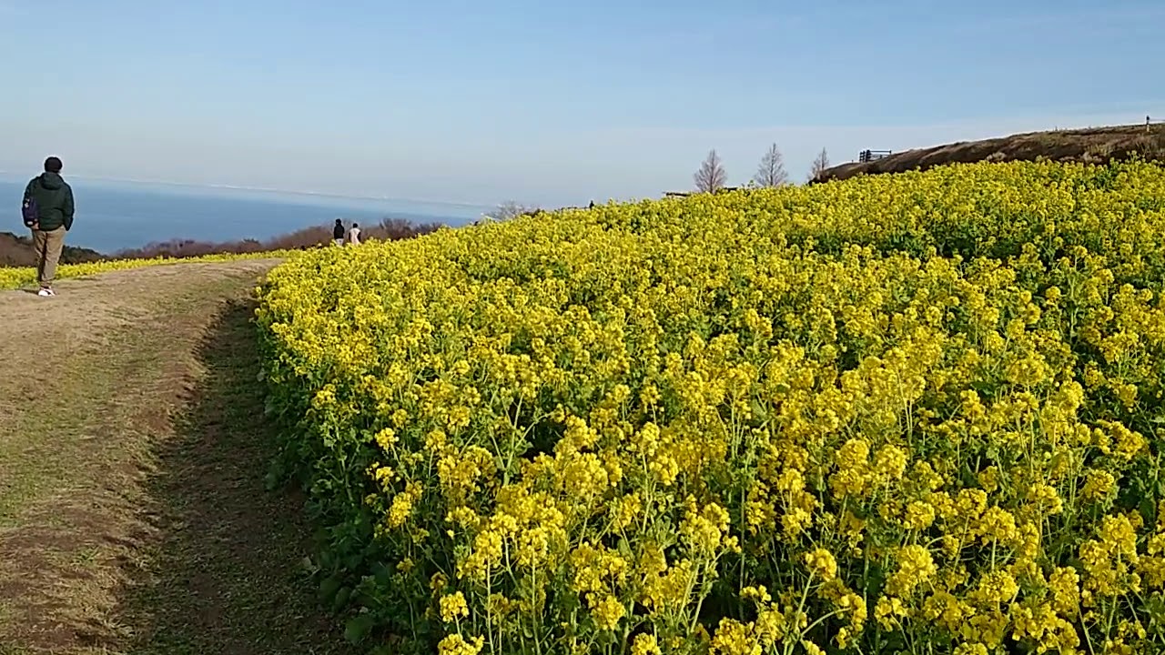 淡路島 あわじ花さじき 菜の花 3月のあわじ花さじき 淡路島に行ってきました Youtube