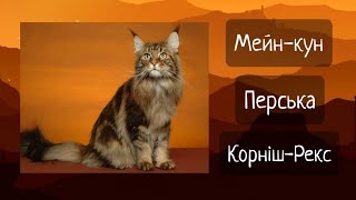 Тест На Знання Порід Котів. Тести про Котів