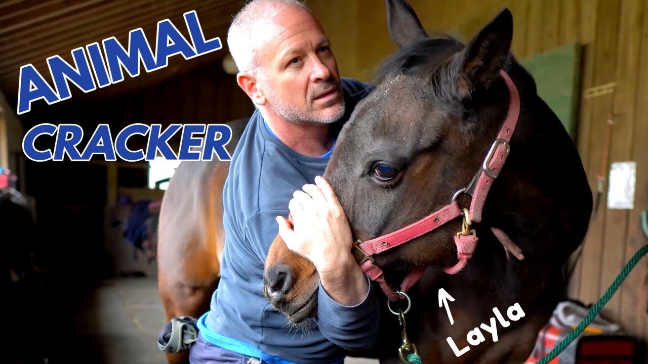 ARABIAN HORSE RESCUED FROM a KILL PEN ~ (2nd Chiro Adjustment)