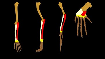 Evolution Misconceptions