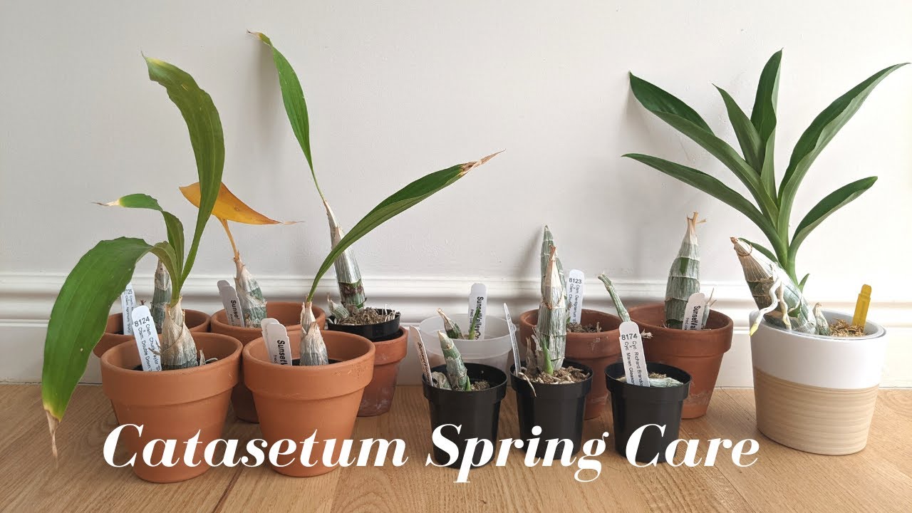 Весеннее обновление Catasetum | Рост колдовства в рамках Тысячелетней магии Монниера - Другие явл...