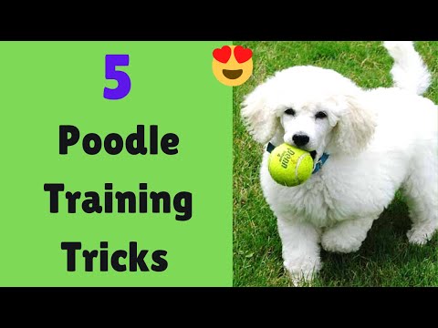 How to Train your Poodle? [Easy Yet Most Effective Method]