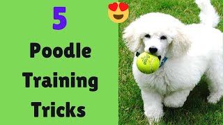How to Train your Poodle? [Easy Yet Most Effective Method]