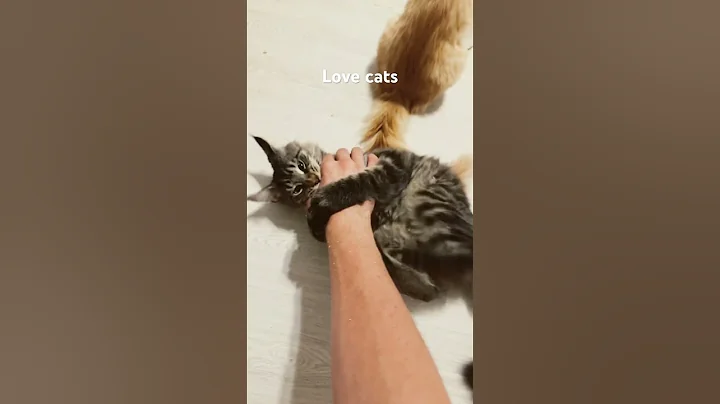 Watch the video about Cat lovers #cat #kitty #catbreed #cutekitty #cute #kittycat #mainecooncats #catlover #mainecoon #cat