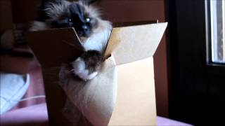 Box Cat Sacred Birman by CuteHusky89 224 views 9 years ago 1 minute, 25 seconds