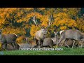 Fauna de las Montañas Rocosas Nevadas en Denver  10 Especies Imprescindibles