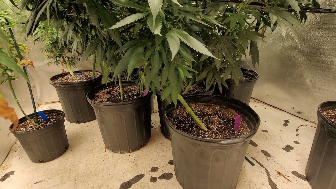 Update on Mother's GMO OREO1.0 Peach Skunk LED