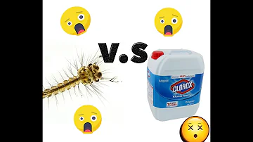 ¿El cloro mata las larvas de mosquito en el agua?