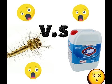 Video: ¿La lejía matará las larvas de mosquitos en el agua?