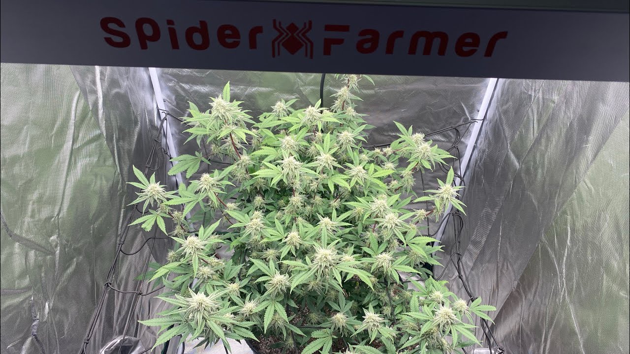 Indoor grow: Humboldt blueberry muffin using spider farmer sf-g3000