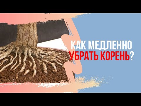 Как удалить ненужный корень у бонсай? Uncover the Secrets to Removing Unwanted Bonsai Roots!