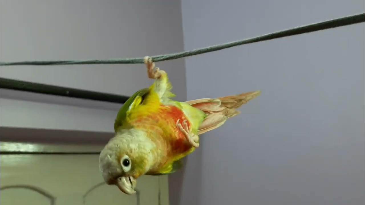 Funny Bird Hanging Upside Down / My Bird Shows Off Acrobatic Skills 😄