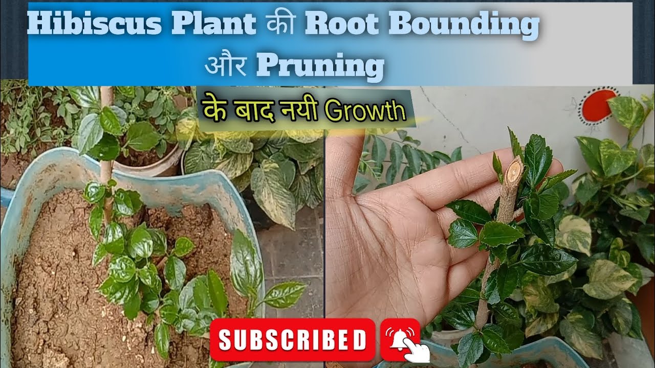 Hibiscus Plant की Root Bounding और Pruning Ke Baad GrowthHibiscus