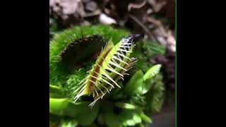 نبات الديونيا (Dionaea muscipula)