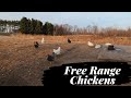 Tips for Free Ranging Chickens | A few things to consider